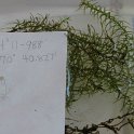 site25slender waterweed